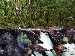 Tyromyces fumidiceps