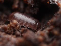 Trichoniscus pusillus