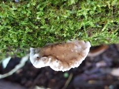 Tyromyces fumidiceps