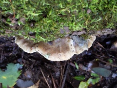 Tyromyces fumidiceps