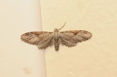 Eupithecia nevadata
