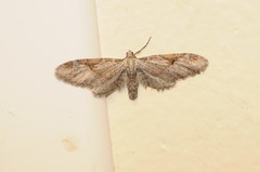 Eupithecia nevadata