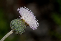 Tyrimnus leucographus