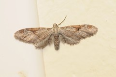 Eupithecia nevadata