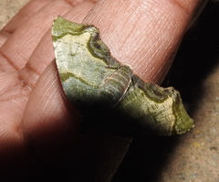 Achrosis incitata