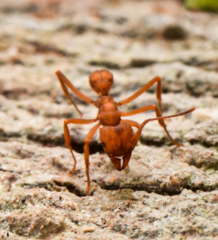 Paratrachymyrmex