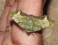 Achrosis incitata