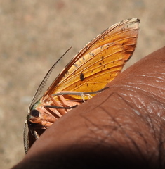Achrosis incitata