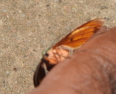 Achrosis incitata