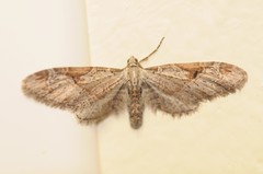 Eupithecia nevadata