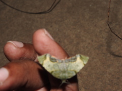 Achrosis incitata
