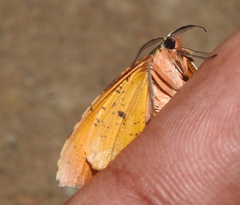 Achrosis incitata