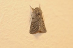 Pleromelloida conserta