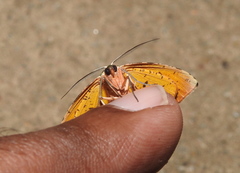 Achrosis incitata