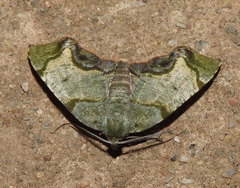 Achrosis incitata