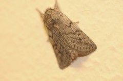 Pleromelloida conserta