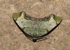Achrosis incitata