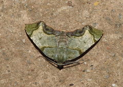 Achrosis incitata