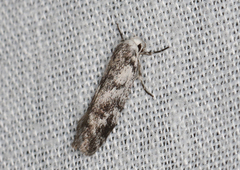 Lichenaula onychotypa