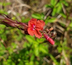 Stachytarpheta mutabilis