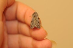 Pleromelloida conserta