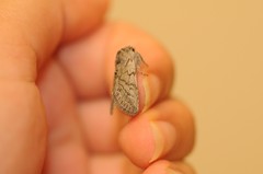 Pleromelloida conserta