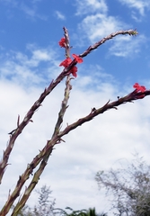 Stachytarpheta mutabilis