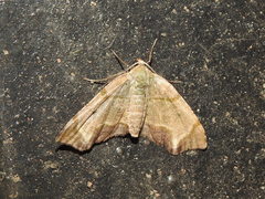 Achrosis incitata