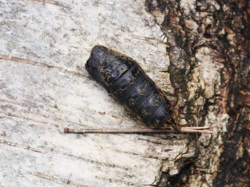 Spongy moth
