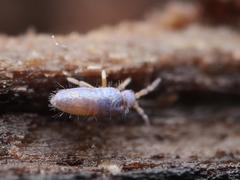 Lepidocyrtus cyaneus