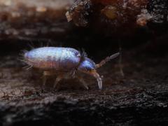 Lepidocyrtus cyaneus