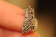 Pleromelloida conserta