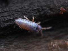 Lepidocyrtus cyaneus