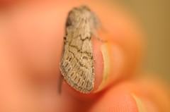 Pleromelloida conserta