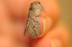 Pleromelloida conserta