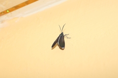 Uranophora terminalis