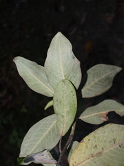 Magnolia sororum