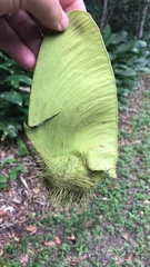 Centrolobium tomentosum