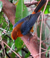 Cossypha natalensis natalensis