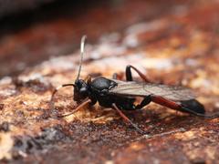 Stenichneumon culpator