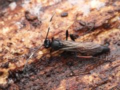 Stenichneumon culpator