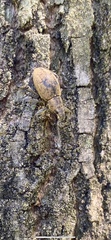Naupactus versatilis