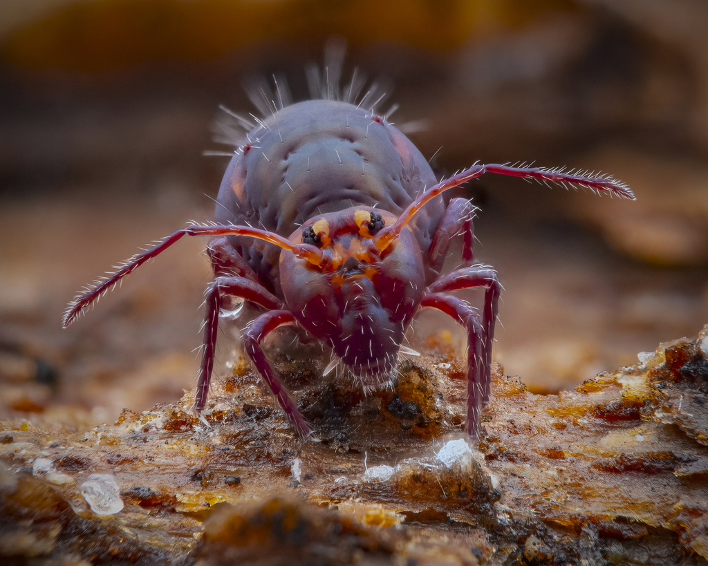 Dicyrtomidae