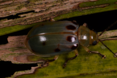 Exora obsoleta