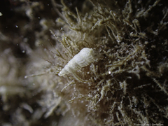 Turbonilla lactea