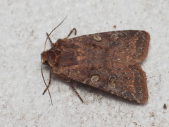 Cerastis leucographa