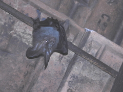 Megaderma spasma