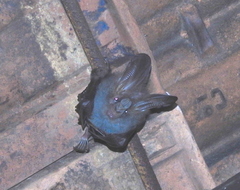 Megaderma spasma