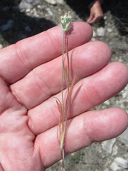 Plantago helleri