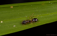 Dolichoderus diversus